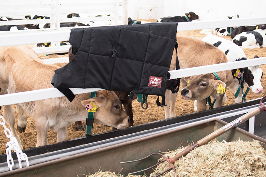 ☆ 青 子牛の牛の暖かいコート、牛の赤ちゃんの牛の暖かい服 クスフォード 744