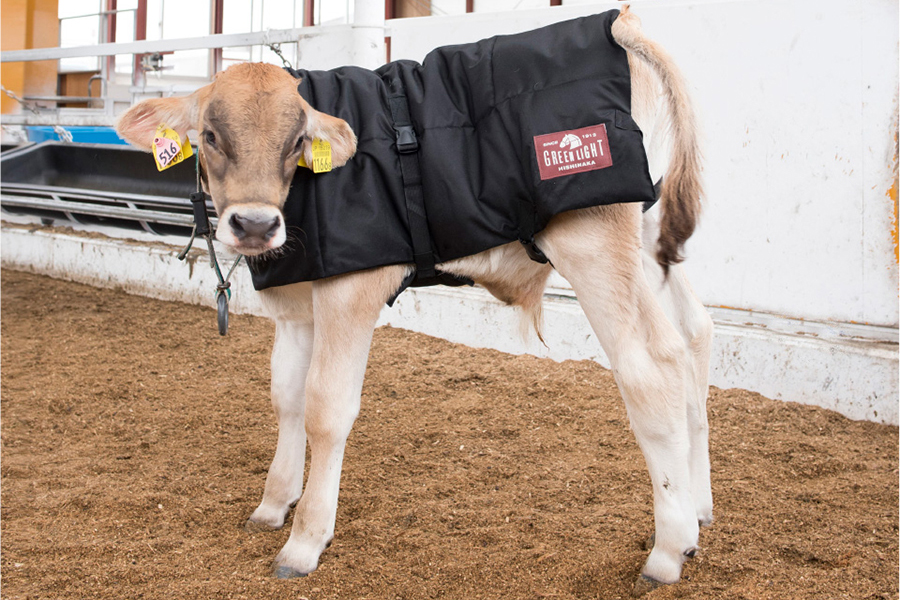 ☆ 青 子牛の牛の暖かいコート、牛の赤ちゃんの牛の暖かい服 クスフォード 744